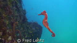 Getty-Up little Horse sea, Seahorse swimming from one pla... by Fred Lentz 